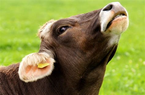 Man Had Sex With 3 Cows After Breaking Into Employer S