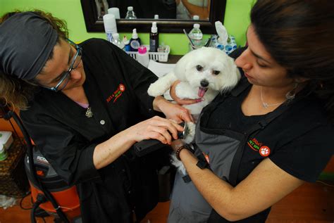 paws pet spa franchise information  cost fees  facts