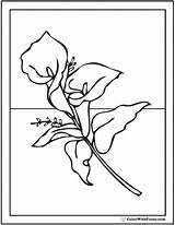 Lily Coloring Calla Pages Printables Lilies Drawing Cala Pdf Designlooter Customize Drawings Getdrawings Line Colorwithfuzzy 2kb sketch template
