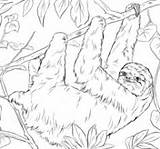 Coloring Sloth Sloths Pages sketch template