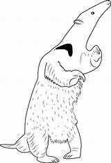Anteater Coloring Standing Pages Coloringpages101 Online Kids sketch template