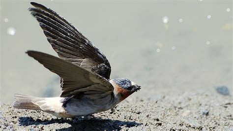 Nebraskan Swallows May Be Evolving To Avoid Becoming Roadkill The Verge