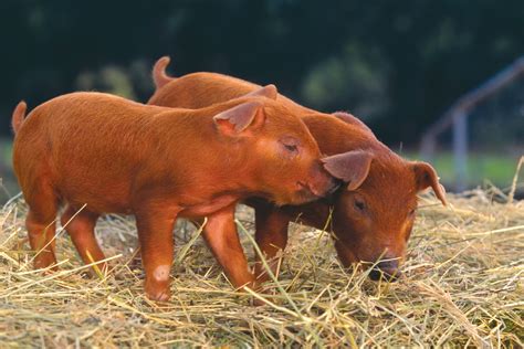 heritage pork breed selection considerations ecofarming daily
