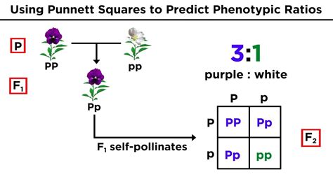 Mendel 11 Docx Mendelian Genetics Experiment 1 Punnett Square Hot Sex