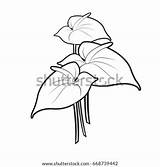 Anthurium Coloring Pages Drawing Flowers Template Sketch sketch template