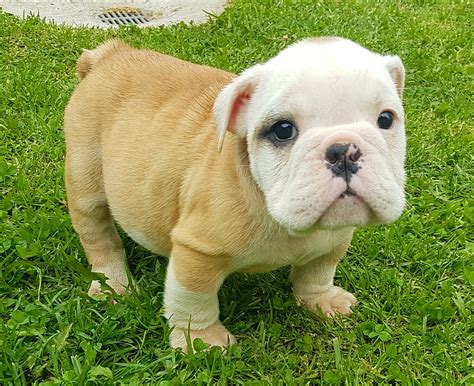 cachorro bulldog ingles amigos  ladridos