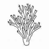 Coloring Pages Algae Coral Reef Barrier Great Getdrawings Color Getcolorings Colorin Colorings sketch template