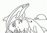 Coloring Dolphin Winter Pages Popular sketch template