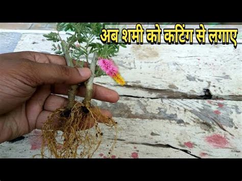 grow shami plant  cutting youtube