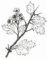Biancospino Arbusti Arbusto Cremona Descrizione Frutti Fusto sketch template