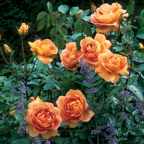 pat austin english shrub rose david austin roses