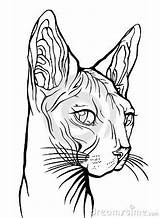 Sphynx Cat Head sketch template