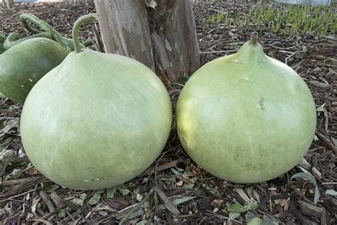 bushel lagenaria siceraria gourds products vegetables rupp seeds