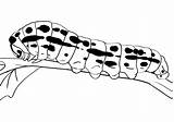 Caterpillar Oruga Caterpillars Bestcoloringpagesforkids Insects Insecto Roni Levine sketch template