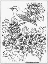 Coloring Pages Realistic Birds Bird Flowers Color Colouring Printable Animal Adult Drawing Girls Adults Zoo Forest Getdrawings Cool Abc Library sketch template
