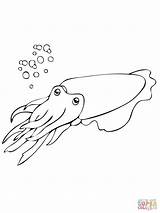 Cuttlefish Coloring Mollusca Pages Printable Outline Color Cross Stitch Drawings sketch template