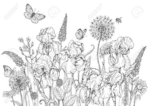 wildflowers preview coloring page  kids  garden printable