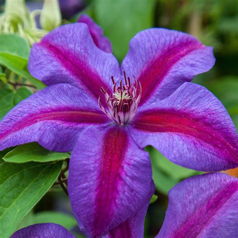 Clematis Mrs N Thompson Easy To Grow Bulbs