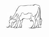 Vache Coloriages Animaux Vaches Broute sketch template