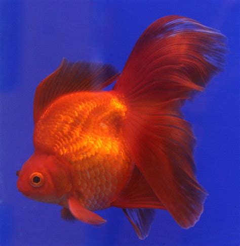 filegoldfish ryukinjpg