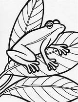 Dibujos Ranas Amphibian Preschoolers sketch template