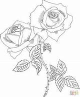 Bush Coloring Rose Pages Getcolorings Cecile Brunner sketch template