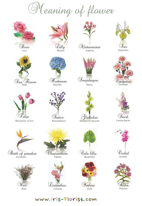 Azirtips Flowers And Their Meanings A Z List Of Flower Names With
