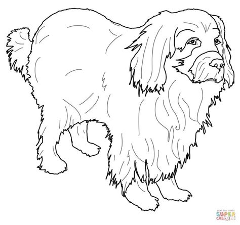 newfoundland coloring page  printable coloring pages