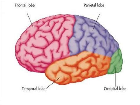 pictures  cerebral cortex