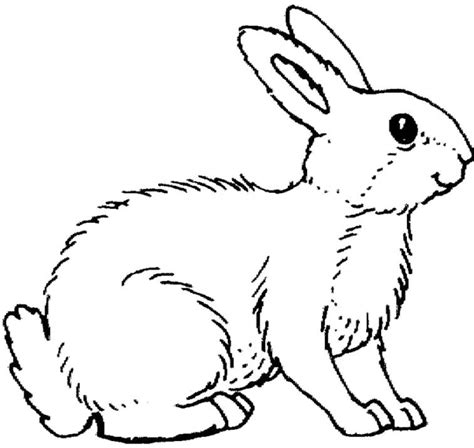 printable rabbit coloring pages  kids bvz