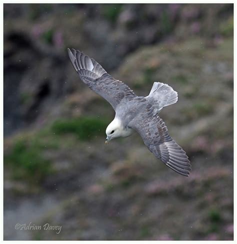 adrian davey bird wildlife photography fulmar flight