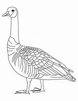 Goose Gans Ausmalbilder Geese Malvorlagen sketch template