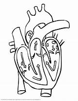 Coloring Heart Pages Anatomy Popular sketch template