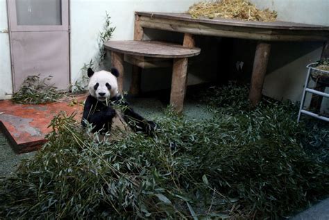 In Pictures Edinburgh S Pandas Lounging Around In Their