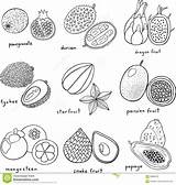 Fruits Tropical Exotic Coloring Drawn Hand Vector Hawaiian Drawing Preview sketch template