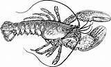 Lobster Crustacean Pixabay Clipart sketch template
