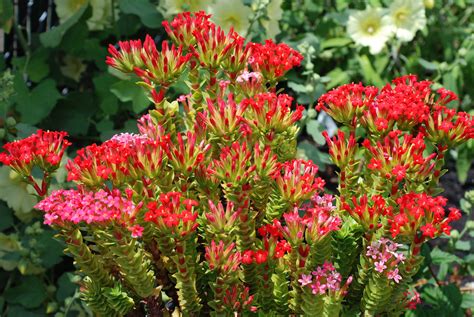 crassula coccinea annie s annuals and perennials flickr