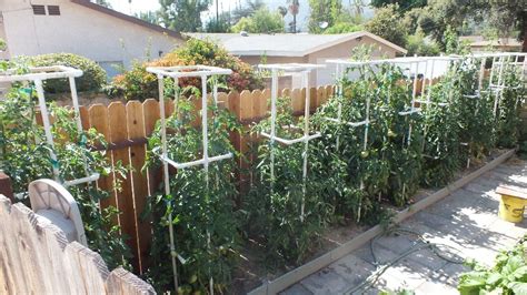 pvc tomato cage promote bushy plants   easy  build staking