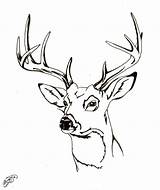Deer Coloring Head Buck Drawing Pages Tail Whitetail Face Tailed Adult Baby Drawings Clipart Deers Mother Reindeer Doe Sketch Clipartmag sketch template