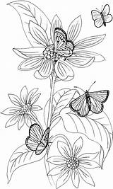 Coloring Pages Butterfly Printable Adults Color Flowers Flower Butterflies Adult Chill Kids Books Sheets Colorare Da Disegni Colouring Patterns Drawing sketch template