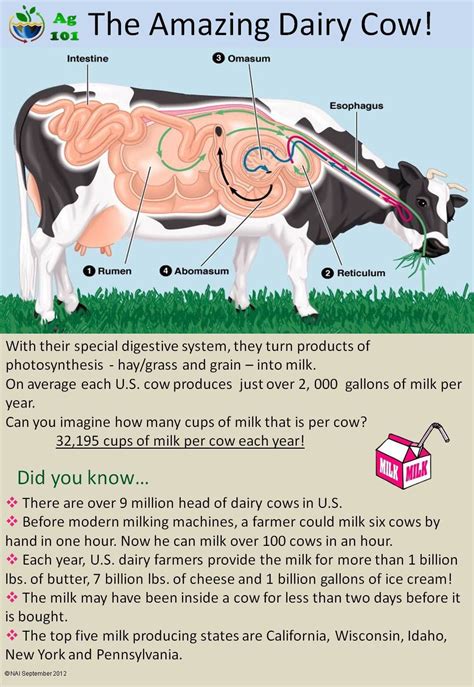 why do cows produce milk