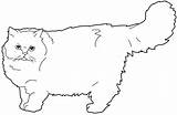 Persian Cat Coloring Designlooter sketch template