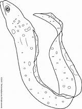 Eel Moray Coloring Pages Ocean Kids Colouring sketch template