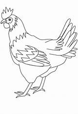 Hen Drawing Coloring Healthy sketch template