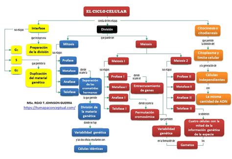 fases del ciclo celular mapa conceptual docsity kultu vrogueco