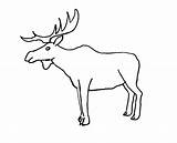 Elk Moose Coloring Drawing Pages Bull Cartoon Printable Outline Step Print Head Easy Draw Template Color Simple Planet Little Big sketch template