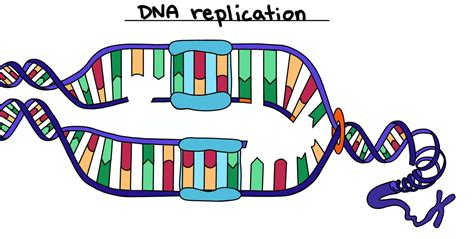 dna replication steps diagram expii