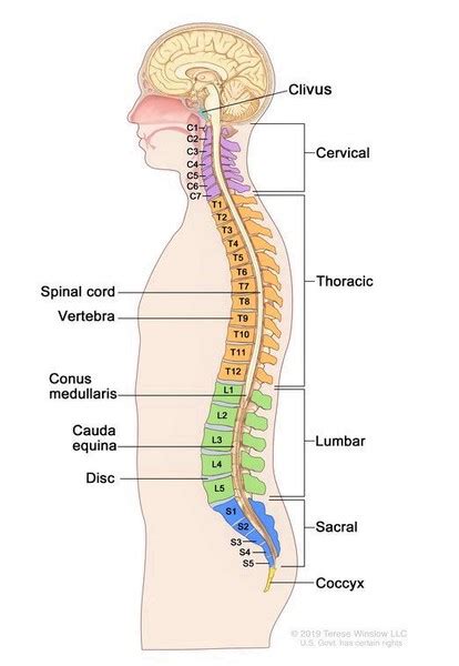 spinal cord structure  diagram