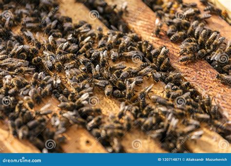 groep bijen dichtbij de houten bijenkorf stock afbeelding image  honing macro