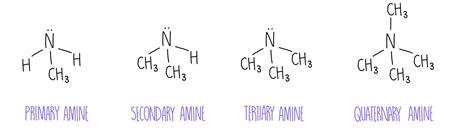 amines amides  amino acids  science hive